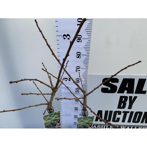 58 - TWO GINKGO BILOBA 'MARIKEN' IN 3 LTR POTS APPROX 100-120CM IN HEIGHT. TO BE SOLD FOR THE TWO