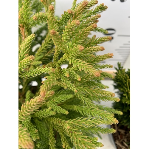 67 - TWO CONIFER VARIETIES, CHAMAECYPARIS AND CYPTOMERIA JAPONICA 'LITTLE CHAMPION'. APPROX 30-40CM TALL ... 