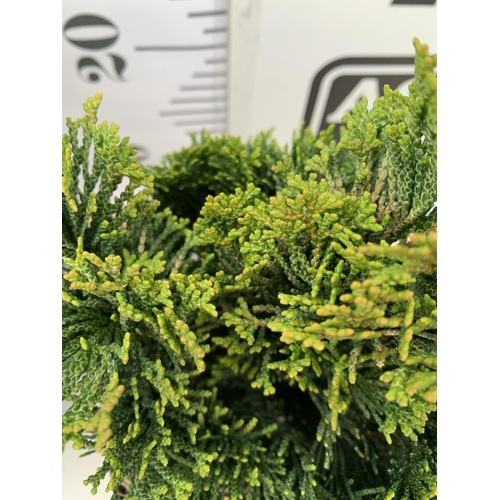 67 - TWO CONIFER VARIETIES, CHAMAECYPARIS AND CYPTOMERIA JAPONICA 'LITTLE CHAMPION'. APPROX 30-40CM TALL ... 