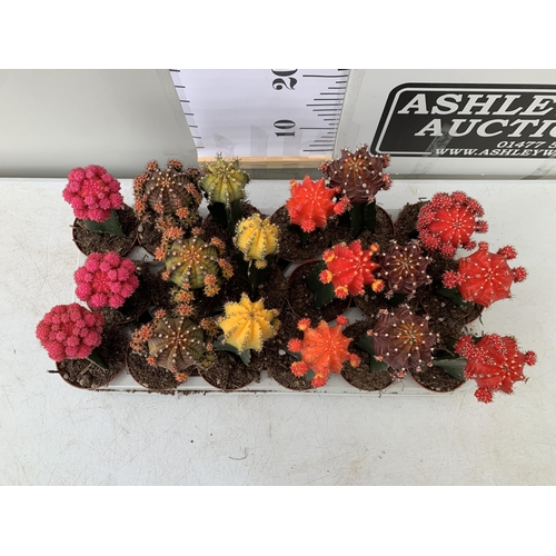 70 - EIGHTEEN MOON CACTUS GYMNOCALYCIUM MIHANOVICHII IN 9CM POTS ON A TRAY. BRIGHTLY COLOURED MIXED VARIE... 