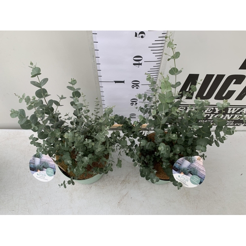 79 - TWO EUCALYPTUS GUNNI 'FRESH LOUIS', CIDER GUM IN 3 LTR POTS. APPROX 60CM IN HEIGHT, TO BE SOLD FOR T... 