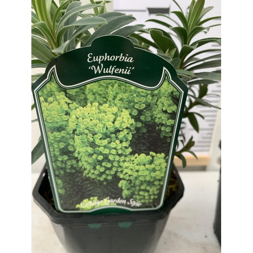 85 - THREE EUPHORBIA CHARACIAS IN 'MINERS MERLOT' AND 'WULFENII'. IN 2.5 LTR POTS, APPROX 40CM IN HEIGHT.... 