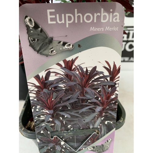 85 - THREE EUPHORBIA CHARACIAS IN 'MINERS MERLOT' AND 'WULFENII'. IN 2.5 LTR POTS, APPROX 40CM IN HEIGHT.... 