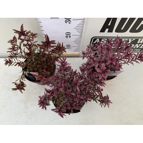 86 - THREE MIXED MAGIC COLOUR HEBES, 'MAGIC SUMMER', 'BURNING HEART' AND 'WILD ROMANCE'. IN 2 LTR POTS, B... 