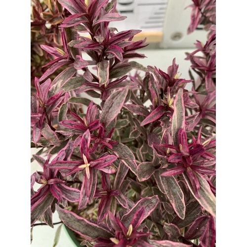 86 - THREE MIXED MAGIC COLOUR HEBES, 'MAGIC SUMMER', 'BURNING HEART' AND 'WILD ROMANCE'. IN 2 LTR POTS, B... 