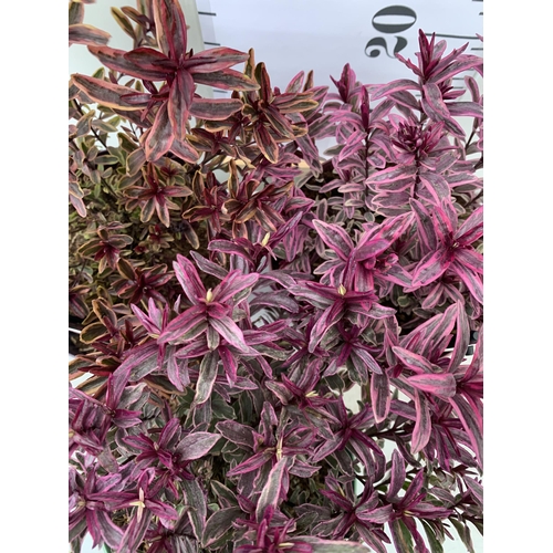 86 - THREE MIXED MAGIC COLOUR HEBES, 'MAGIC SUMMER', 'BURNING HEART' AND 'WILD ROMANCE'. IN 2 LTR POTS, B... 