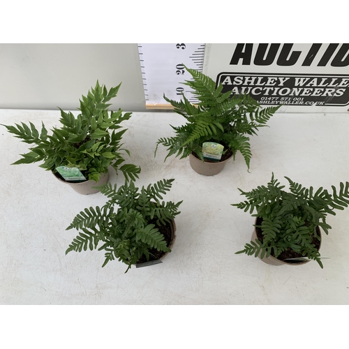 87 - FOUR MIXED VARIETIES OF FERNS TO INCLUDE POLYPODIUM, CYRTOMIUM AND DRYOPTERIS IN 2 LTR POTS. APPROX ... 