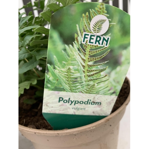 87 - FOUR MIXED VARIETIES OF FERNS TO INCLUDE POLYPODIUM, CYRTOMIUM AND DRYOPTERIS IN 2 LTR POTS. APPROX ... 