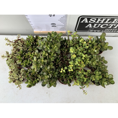 92 - EIGHTEEN MIXED CRASSULA SUCCULENT PLANTS IN 9CM POTS ON A TRAY. BETWEEN 10-20CM IN HEIGHT TO BE SOLD... 