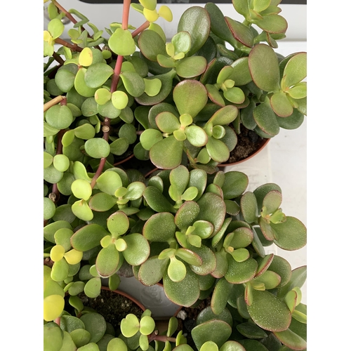 92 - EIGHTEEN MIXED CRASSULA SUCCULENT PLANTS IN 9CM POTS ON A TRAY. BETWEEN 10-20CM IN HEIGHT TO BE SOLD... 