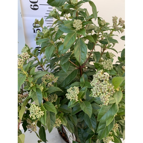 98 - TWO LARGE VIBURNUM TINUS SENSE IN 5 LTR POTS. APPROX 70CM IN HEIGHT. TO BE SOLD FOR THE TWO