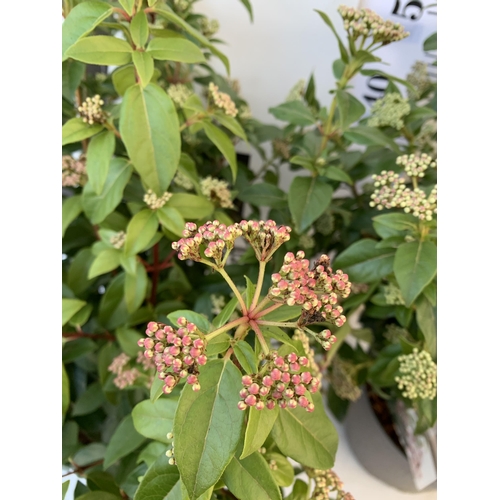 98 - TWO LARGE VIBURNUM TINUS SENSE IN 5 LTR POTS. APPROX 70CM IN HEIGHT. TO BE SOLD FOR THE TWO