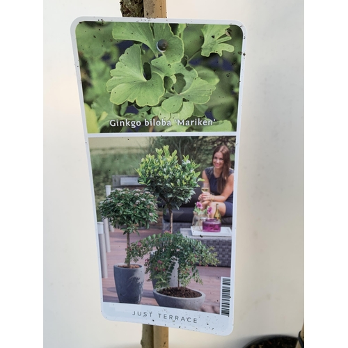 119 - TWO GINKGO BILOBA 'MARIKEN' IN 3 LTR POTS APPROX 100-110CM IN HEIGHT. TO BE SOLD FOR THE TWO