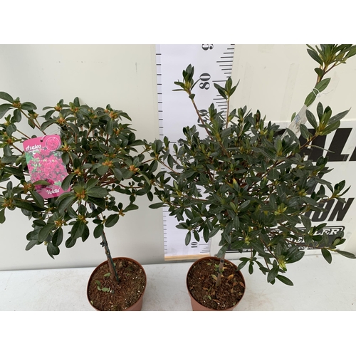 120 - TWO AZALEA JAPONICA STANDARD TREE PINK 'VIOLETTA' AND ONE WHITE 'MEME'. APPROX 90-100CM IN HEIGHT IN... 