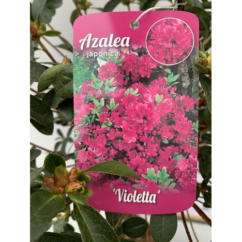 120 - TWO AZALEA JAPONICA STANDARD TREE PINK 'VIOLETTA' AND ONE WHITE 'MEME'. APPROX 90-100CM IN HEIGHT IN... 