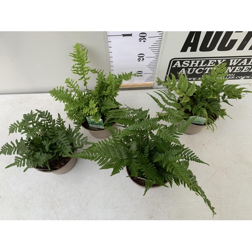 121 - FOUR MIXED VARIETIES OF FERNS TO INCLUDE POLYPODIUM, CYRTOMIUM AND DRYOPTERIS IN 2 LTR POTS. APPROX ... 