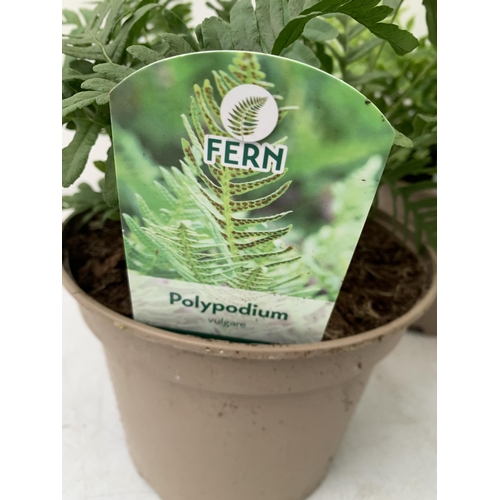 121 - FOUR MIXED VARIETIES OF FERNS TO INCLUDE POLYPODIUM, CYRTOMIUM AND DRYOPTERIS IN 2 LTR POTS. APPROX ... 