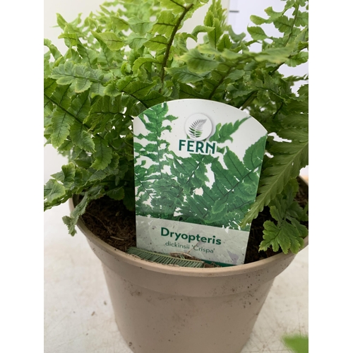 121 - FOUR MIXED VARIETIES OF FERNS TO INCLUDE POLYPODIUM, CYRTOMIUM AND DRYOPTERIS IN 2 LTR POTS. APPROX ... 