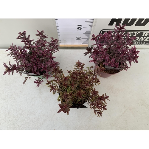 122 - THREE MIXED MAGIC COLOUR HEBES, 'MAGIC SUMMER', 'BURNING HEART' AND 'WILD ROMANCE'. IN 2 LTR POTS, B... 