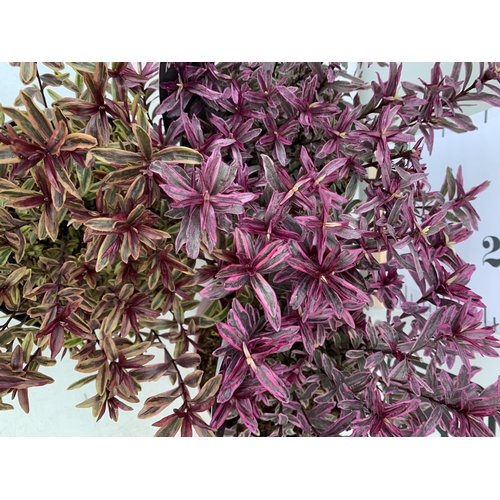 122 - THREE MIXED MAGIC COLOUR HEBES, 'MAGIC SUMMER', 'BURNING HEART' AND 'WILD ROMANCE'. IN 2 LTR POTS, B... 