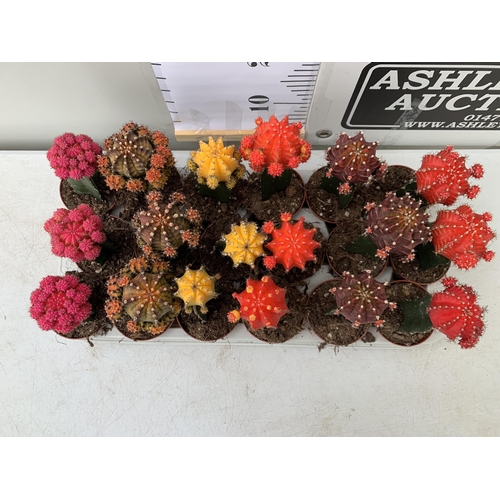 123 - EIGHTEEN MOON CACTUS GYMNOCALYCIUM MIHANOVICHII IN 9CM POTS ON A TRAY. BRIGHTLY COLOURED MIXED VARIE... 