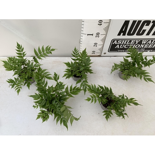 131 - FIVE CYRTOMIUM FERNS IN 10CM POTS. APPROX 20-30CM IN HEIGHT. TO BE SOLD FOR THE FIVE