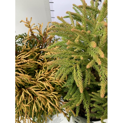 133 - TWO CONIFER VARIETIES, CHAMAECYPARIS OBTUSA 'GILLE' AND CYPTOMERIA JAPONICA 'LITTLE CHAMPION'. APPRO... 