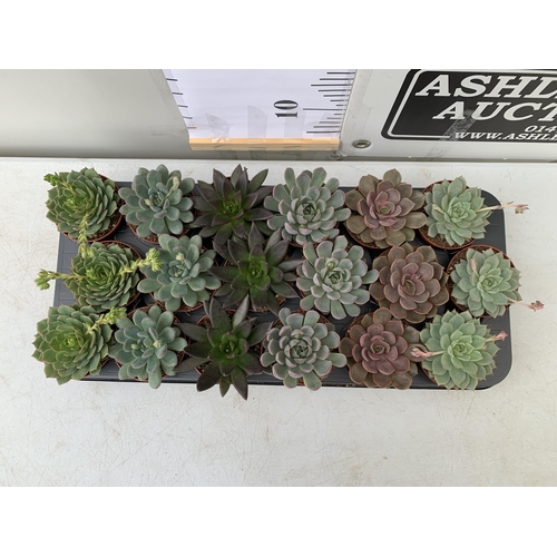 134 - EIGHTEEN ECHEVERIA SUCCULENTS IN MIXED COLOURS AND VARIETIES. ON A TRAY IN 9CM POTS. TO BE SOLD FOR ... 