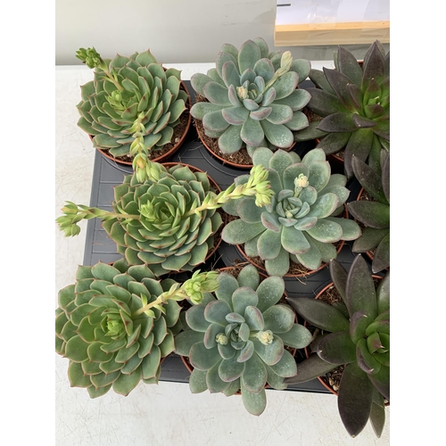 134 - EIGHTEEN ECHEVERIA SUCCULENTS IN MIXED COLOURS AND VARIETIES. ON A TRAY IN 9CM POTS. TO BE SOLD FOR ... 