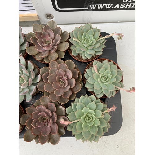 134 - EIGHTEEN ECHEVERIA SUCCULENTS IN MIXED COLOURS AND VARIETIES. ON A TRAY IN 9CM POTS. TO BE SOLD FOR ... 