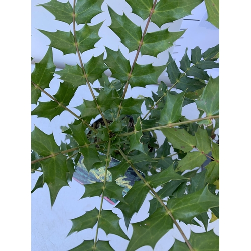 136 - TWO MAHONIA MEDIA 'CHARITY' PLANTS IN 5 LTR POTS. APPROX 50CM IN HEIGHT TO BE SOLD FOR THE TWO