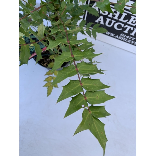 136 - TWO MAHONIA MEDIA 'CHARITY' PLANTS IN 5 LTR POTS. APPROX 50CM IN HEIGHT TO BE SOLD FOR THE TWO