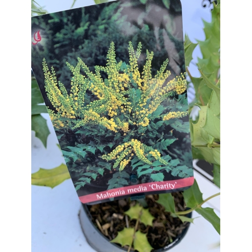 136 - TWO MAHONIA MEDIA 'CHARITY' PLANTS IN 5 LTR POTS. APPROX 50CM IN HEIGHT TO BE SOLD FOR THE TWO