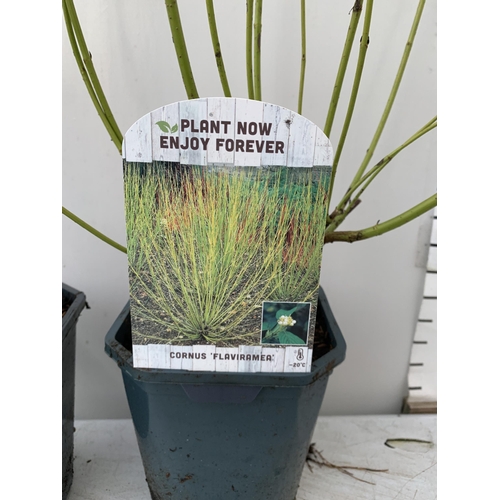 139 - TWO CORNUS VARIETIES, BRIGHT GREEN 'FLAVIRAMEA' AND RED ALBA 'AUREA'. IN 2 LTR POTS, APPROX 60-70CM ... 