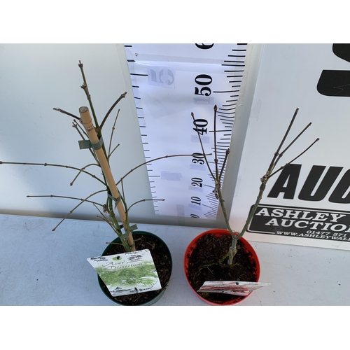 154 - TWO ACER PALMATUMS 'DISSECTUM' AND 'ATROPUREUM' IN 3 LTR POTS. APPROX 60-70CM IN HEIGHT TO BE SOLD F... 