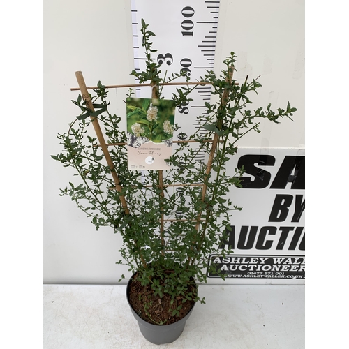 1 - ONE LARGE CEANOTHUS THYRSIFLORUS WHITE 'SNOW FLURRY' OR CALIFORNIA LILAC ON A TRELLIS. A METRE IN HE... 