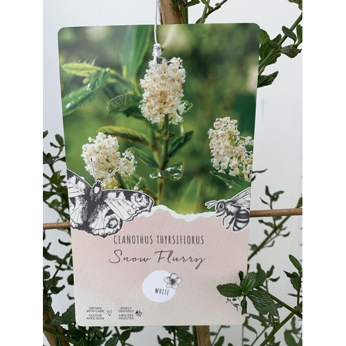 1 - ONE LARGE CEANOTHUS THYRSIFLORUS WHITE 'SNOW FLURRY' OR CALIFORNIA LILAC ON A TRELLIS. A METRE IN HE... 