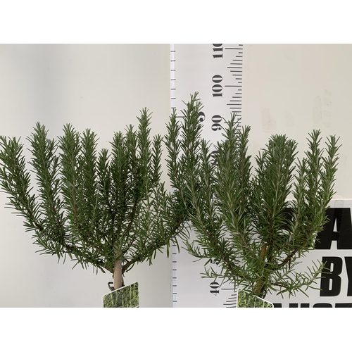 100 - TWO ROSEMARY OFFINALIS STANDARD TREES. APPROX 1 METRE IN HEIGHT IN 3 LTR POTS. TO BE SOLD FOR THE TW... 