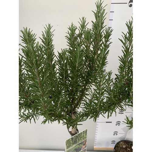 100 - TWO ROSEMARY OFFINALIS STANDARD TREES. APPROX 1 METRE IN HEIGHT IN 3 LTR POTS. TO BE SOLD FOR THE TW... 