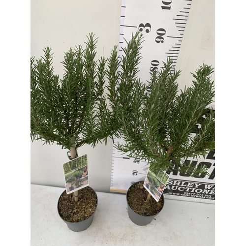 100 - TWO ROSEMARY OFFINALIS STANDARD TREES. APPROX 1 METRE IN HEIGHT IN 3 LTR POTS. TO BE SOLD FOR THE TW... 