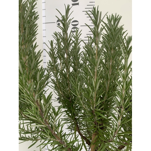 100 - TWO ROSEMARY OFFINALIS STANDARD TREES. APPROX 1 METRE IN HEIGHT IN 3 LTR POTS. TO BE SOLD FOR THE TW... 