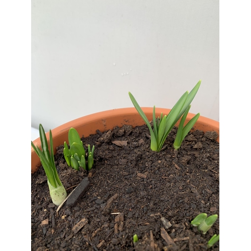 106 - TWO PLANTERS FILLED WITH SPRING BULBS TO INCLUDE DAFFODILS, CROCUS, TULIPS, SNOW DROPS. 5 LTR POTS 1... 