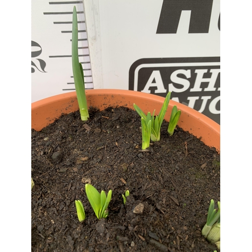 106 - TWO PLANTERS FILLED WITH SPRING BULBS TO INCLUDE DAFFODILS, CROCUS, TULIPS, SNOW DROPS. 5 LTR POTS 1... 