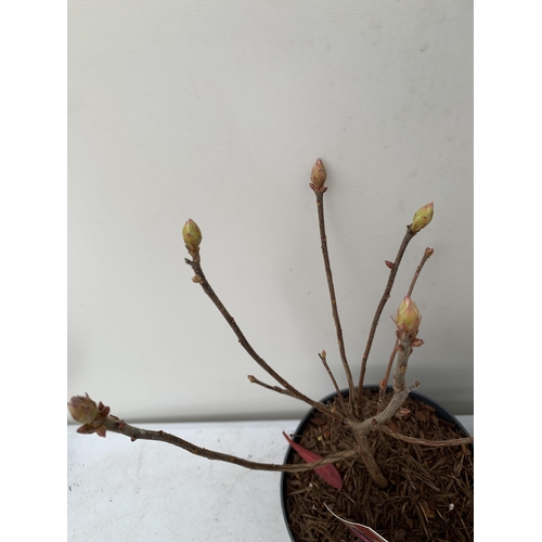 107 - TWO RHODODENDRON KNAPHILL LUTEUM PINK 'JOLIE MADAME' AND CREAM/ ORANGE 'CHANEL' IN BUD. IN 2 LTR POT... 