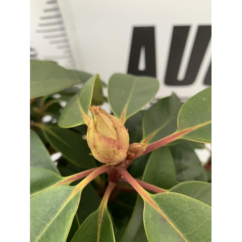 108 - TWO LARGE RHODODENDRONS IN DARK PINK 'HANS HACHMANN' AND PINK /WHITE 'HACHMANN'S' CHARMANT'. IN BUD,... 