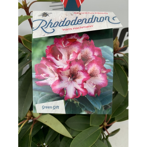 108 - TWO LARGE RHODODENDRONS IN DARK PINK 'HANS HACHMANN' AND PINK /WHITE 'HACHMANN'S' CHARMANT'. IN BUD,... 