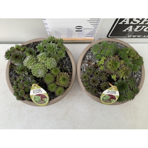 109 - TWO SHALLOW DECORATIVE BOWLS FILLED WITH ALPINE PLANTS - SEMPERVIVUMS ETC AND COLOURED GRAVEL. BOWLS... 