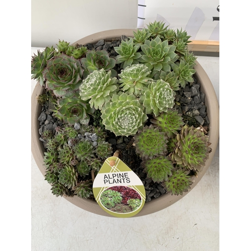 109 - TWO SHALLOW DECORATIVE BOWLS FILLED WITH ALPINE PLANTS - SEMPERVIVUMS ETC AND COLOURED GRAVEL. BOWLS... 