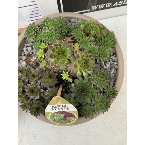 109 - TWO SHALLOW DECORATIVE BOWLS FILLED WITH ALPINE PLANTS - SEMPERVIVUMS ETC AND COLOURED GRAVEL. BOWLS... 