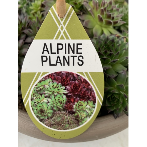 109 - TWO SHALLOW DECORATIVE BOWLS FILLED WITH ALPINE PLANTS - SEMPERVIVUMS ETC AND COLOURED GRAVEL. BOWLS... 